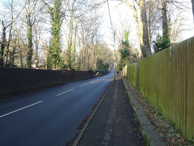Tree-lined road called The Avenue on the edge of Guisborough